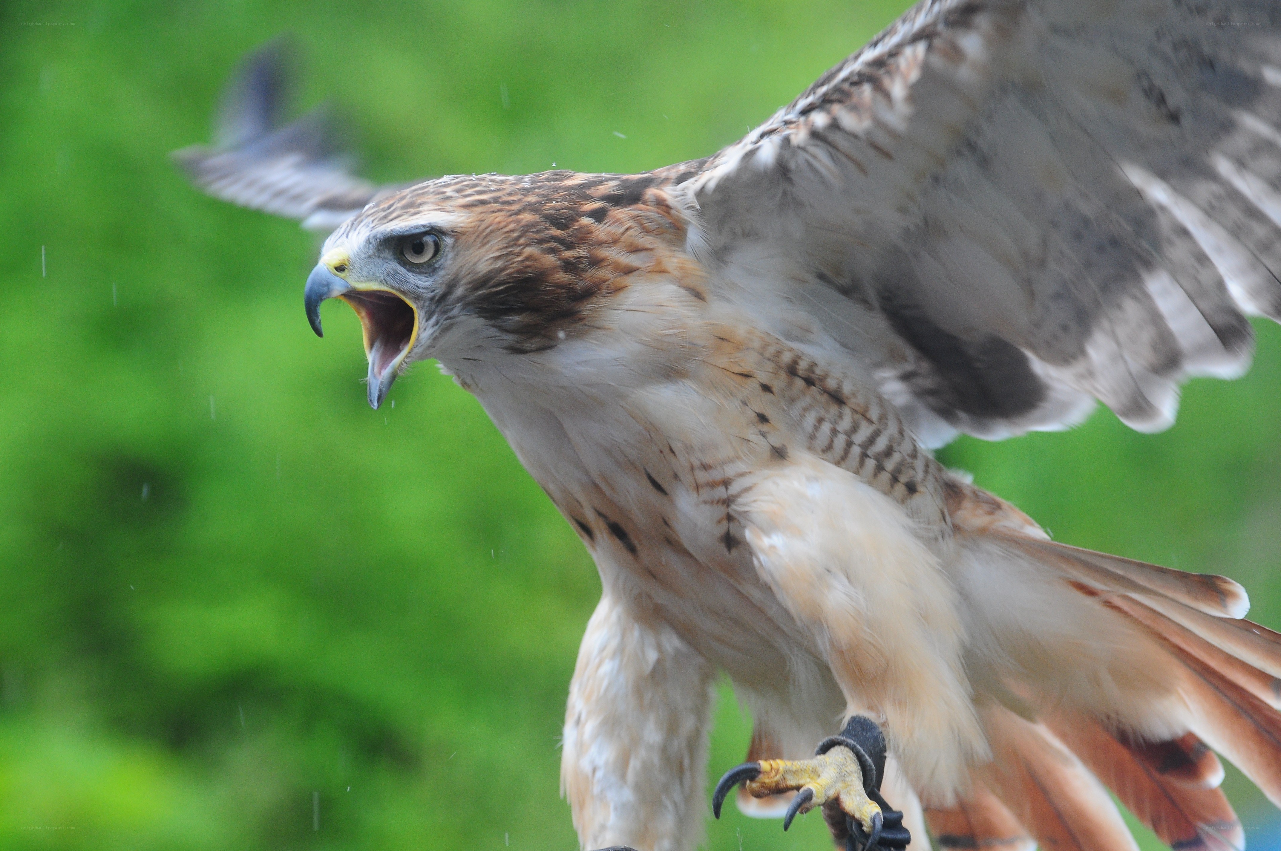 flying hawk with open beak