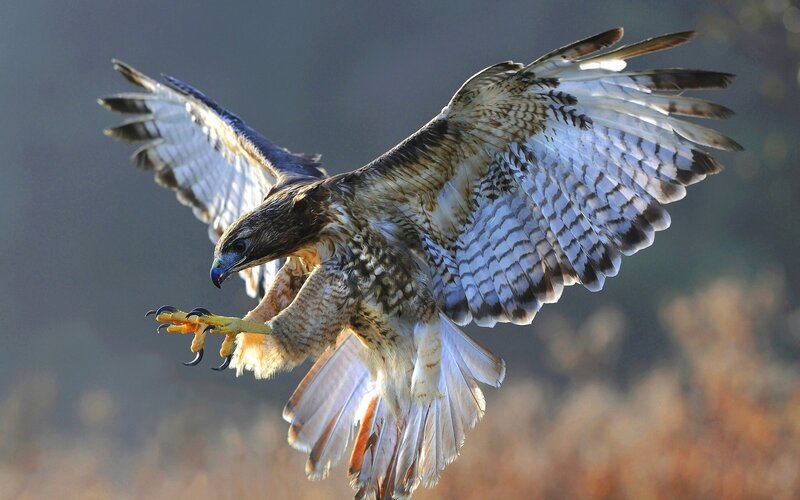 flying hawk with outstretched wings