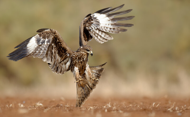 Flying Hawk with Prey — Brown, Dramatic