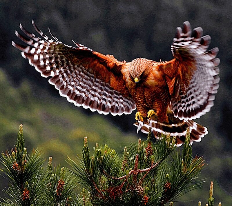 Flying Hawk with Prey — Brown