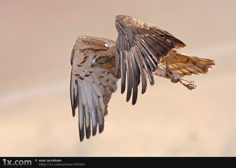 Flying Hawk with Prey