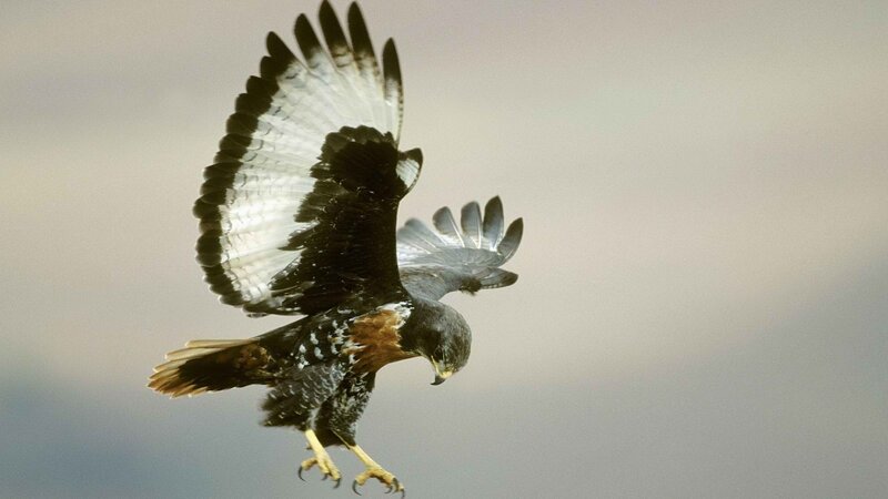 Flying Hawk with Spread Wings — Gray, Dramatic