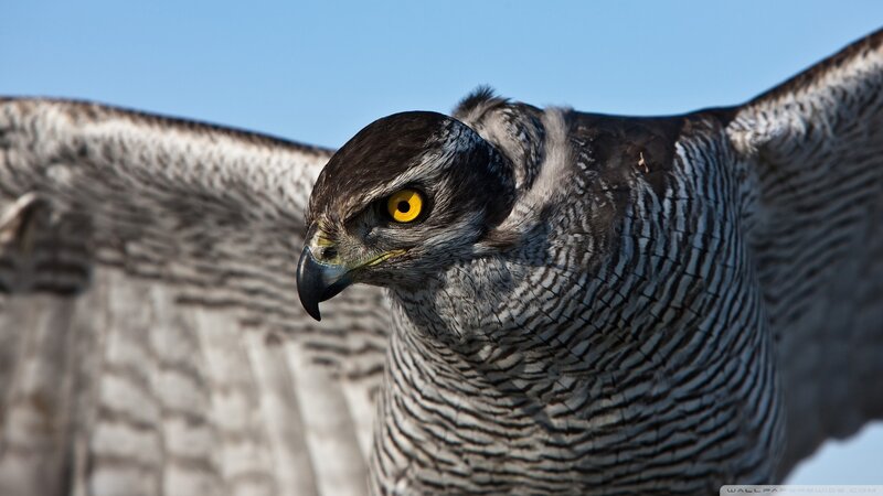 Flying Hawk with Spread Wings — Gray, Intense