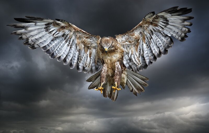 Flying Hawk with Spread Wings — Gray