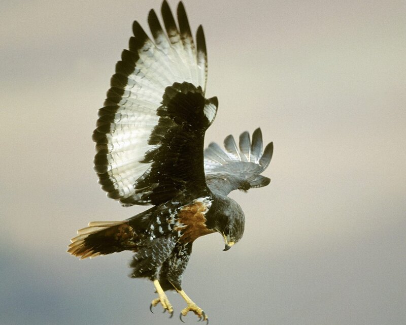 Flying Hawk with Spread Wings