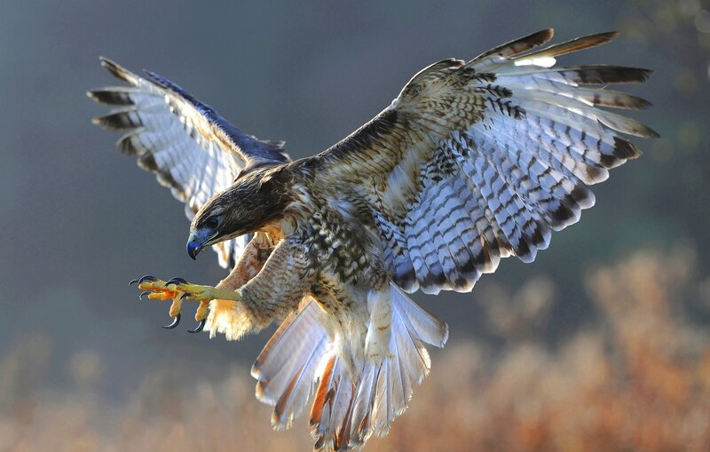 Flying Hawk with Talons Extended — Brown, Dramatic