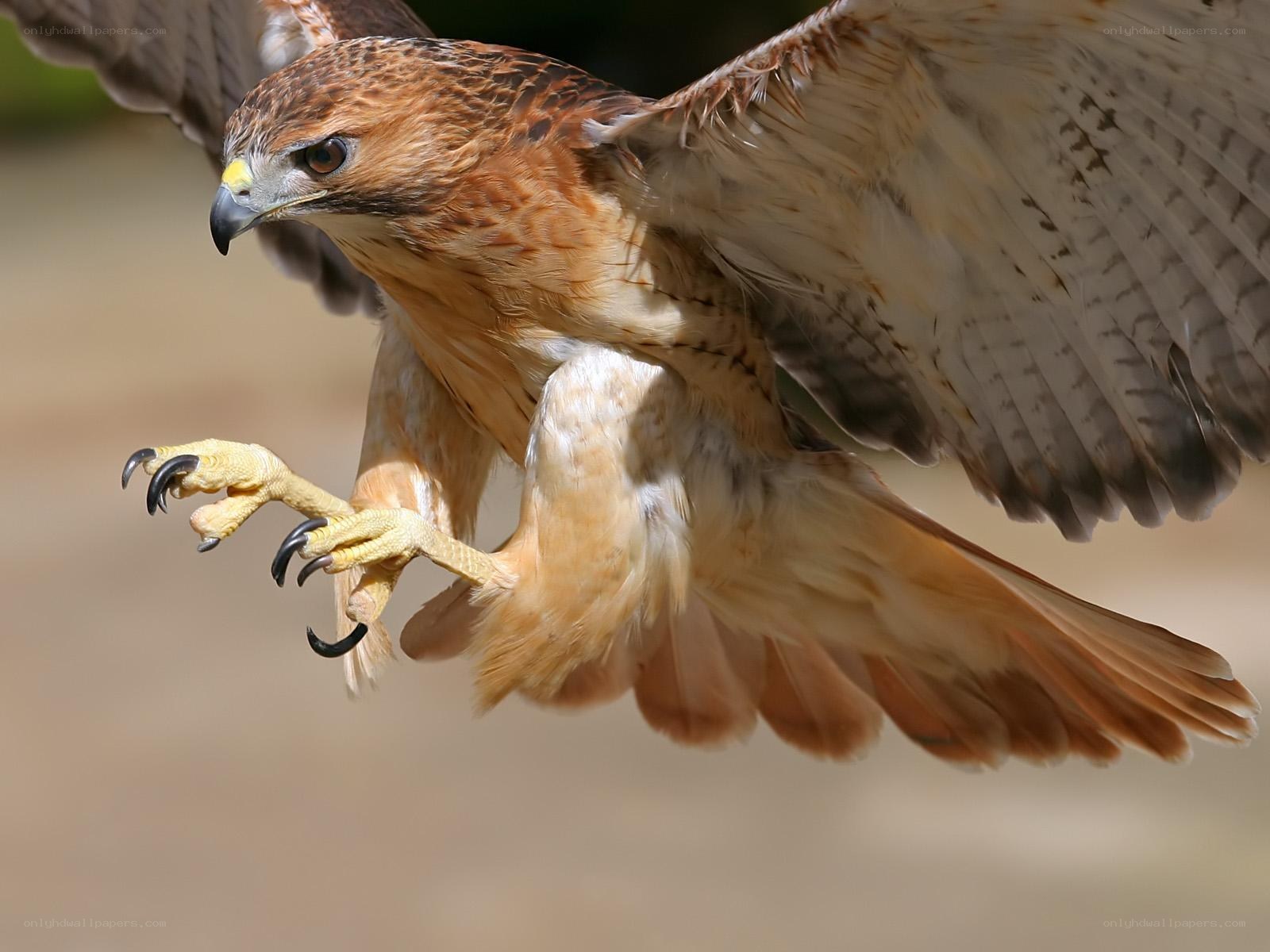 flying hawk with talons extended