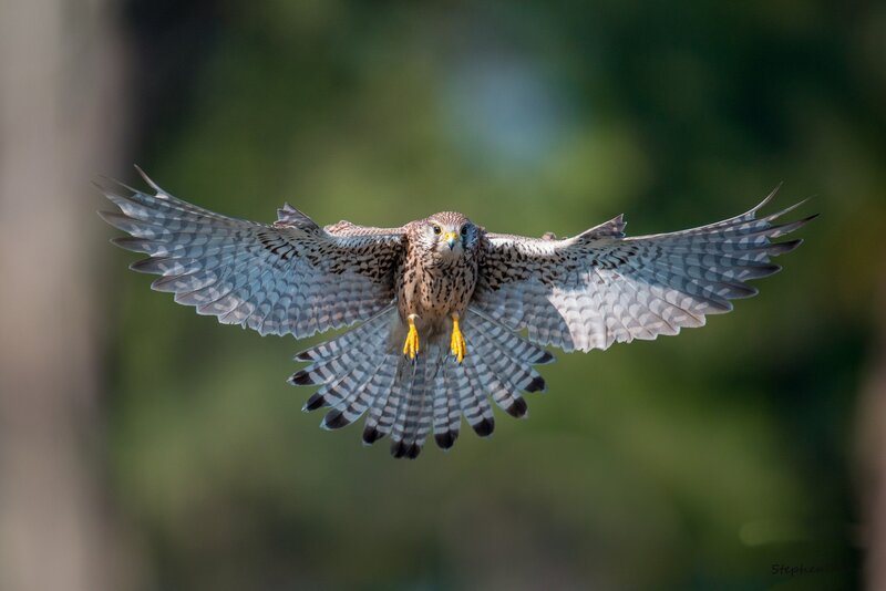 Flying Kestrel Bird — Brown, Dynamic, Afternoon
