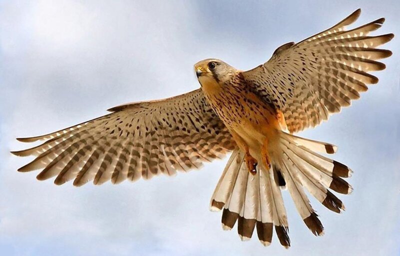Flying Kestrel Bird — Brown, Dynamic