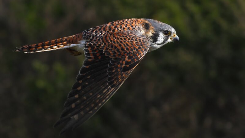 Flying Kestrel Bird — Brown