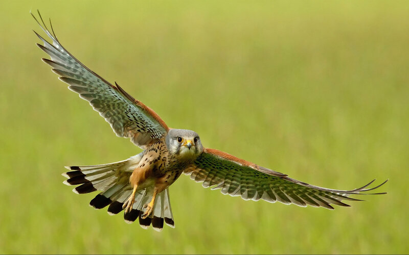 Flying Kestrel Bird — Green