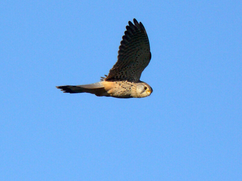 Flying Kestrel Bird