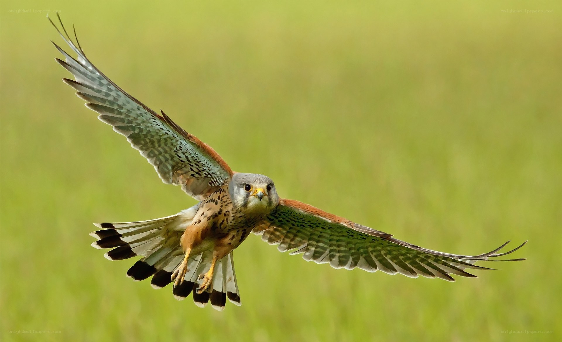 flying kestrel in a field