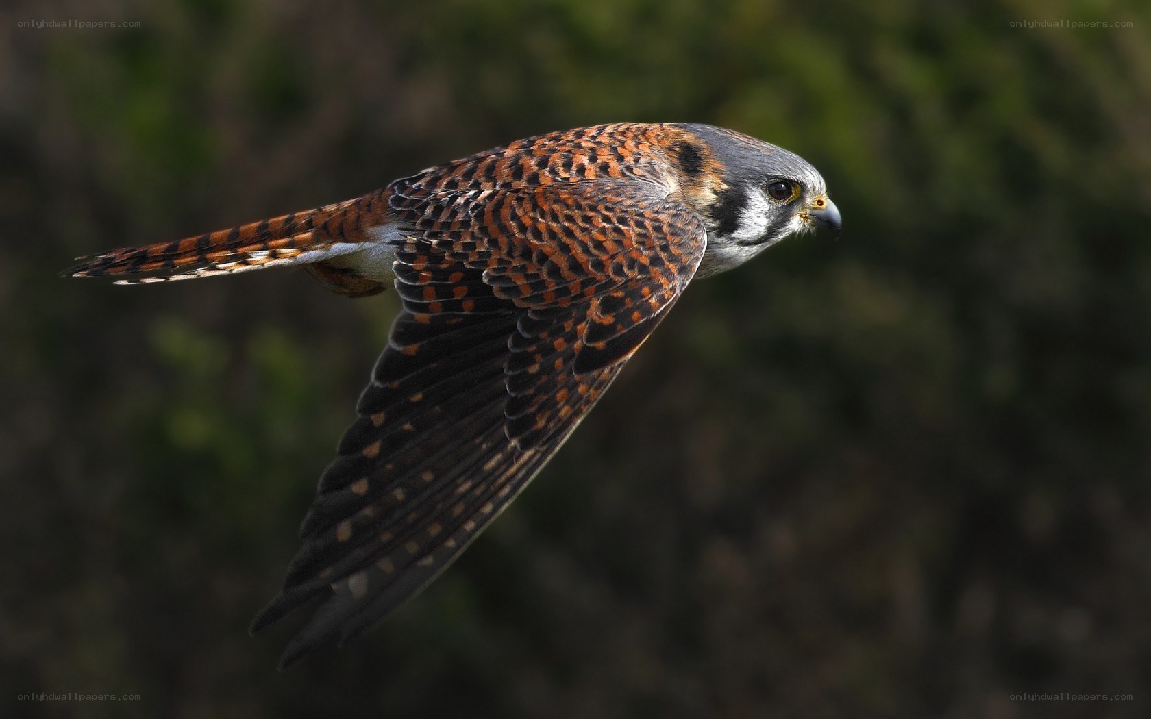 flying kestrel in flight