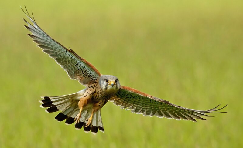 flying kestrel in green field