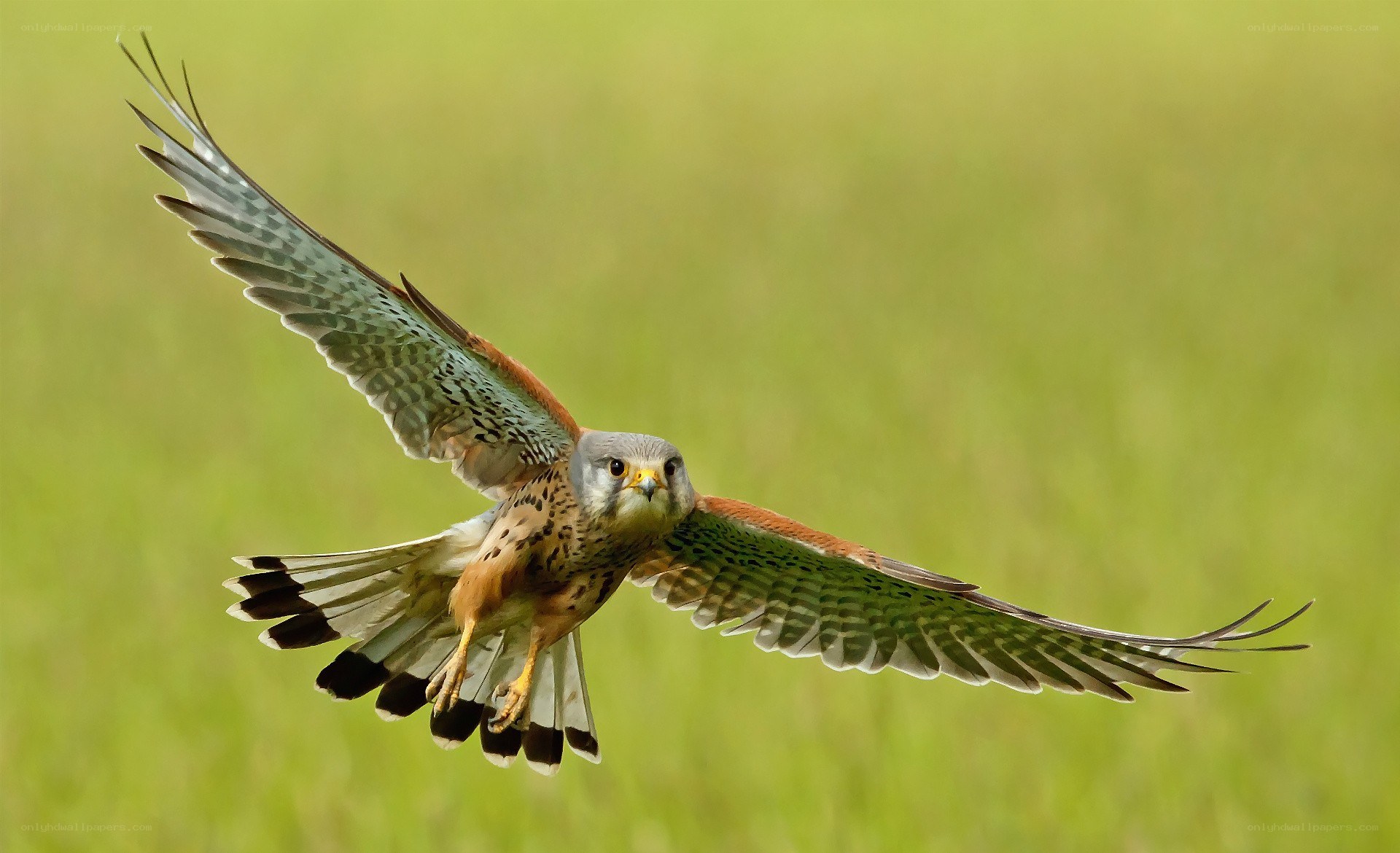 flying kestrel in green field