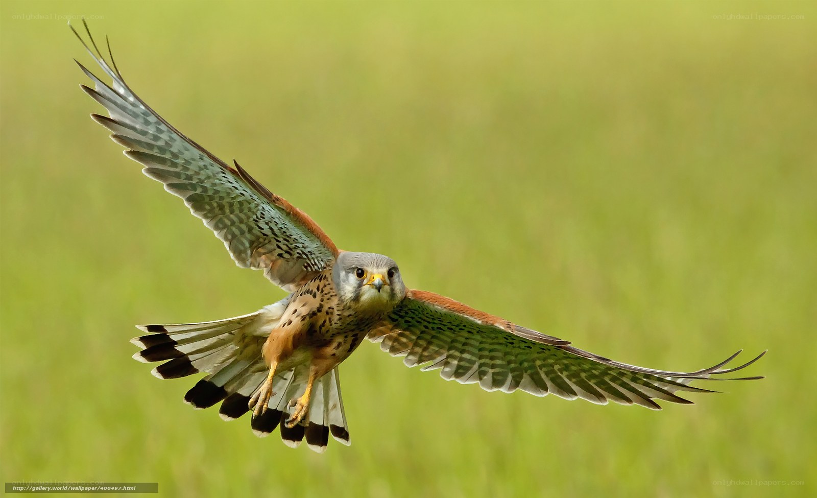 flying kestrel in green field