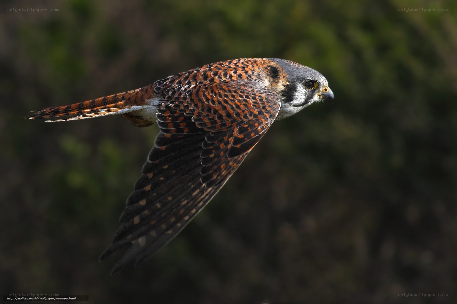flying kestrel in profile