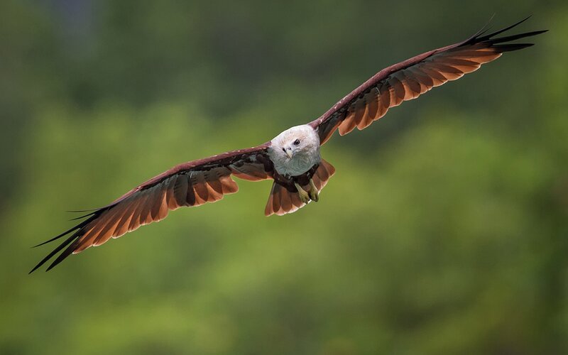 flying kite eagle