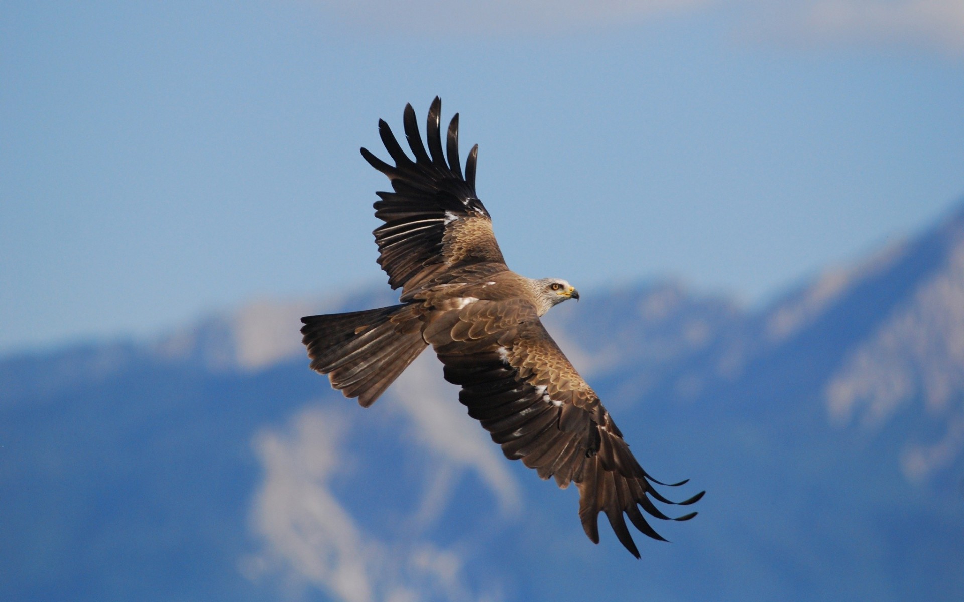 flying kite hawk