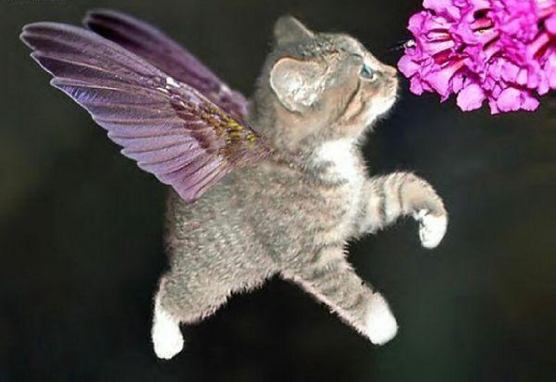Flying Kitten with Wings