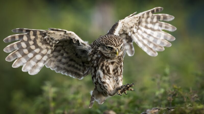 Flying Little Owl