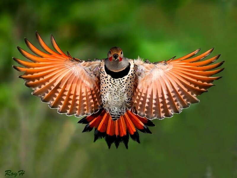 Flying Northern Flicker