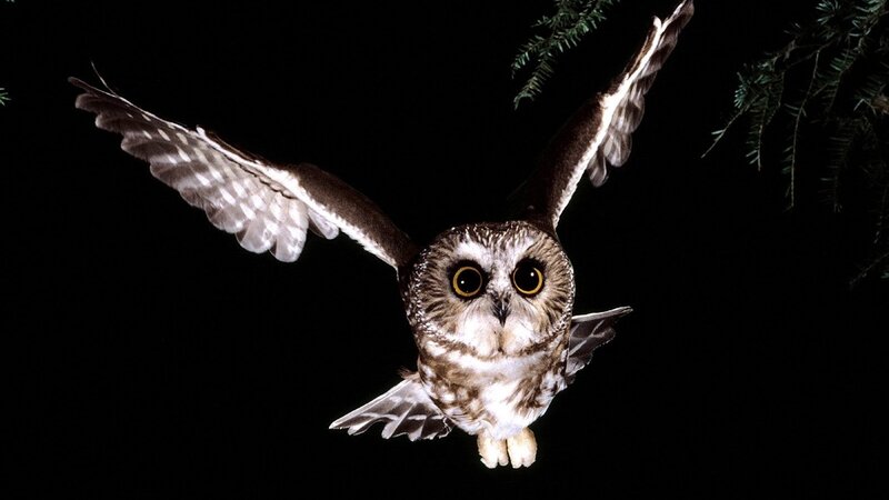 Flying Owl at Night — Black