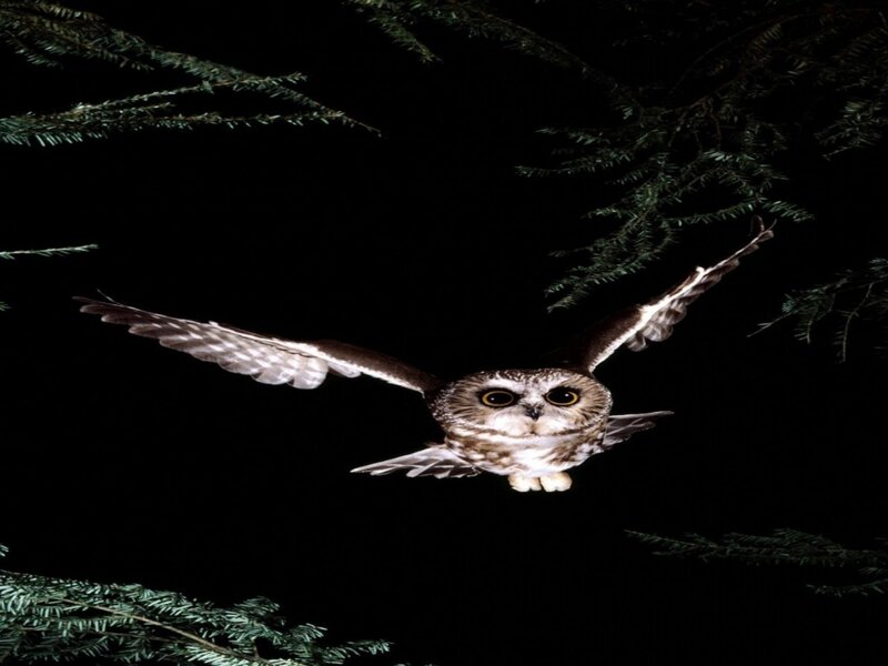 Flying Owl at Night