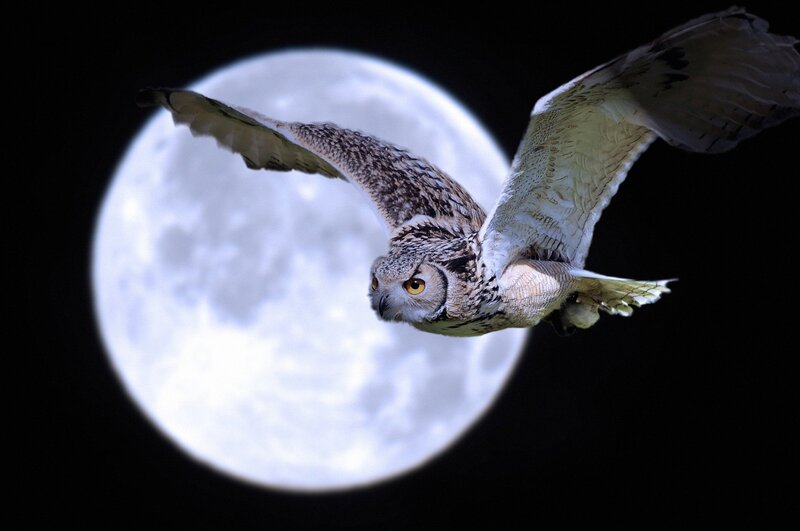 Flying Owl in Front of Moon