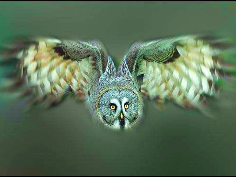 flying owl in motion