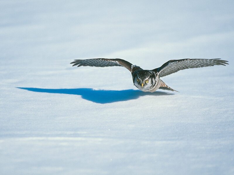 Flying Owl over Snow