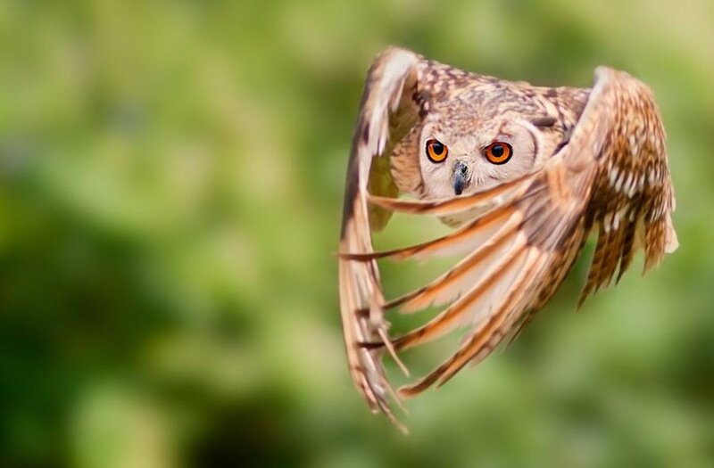 Flying Owl with Spread Wings — Brown, Focused, Afternoon