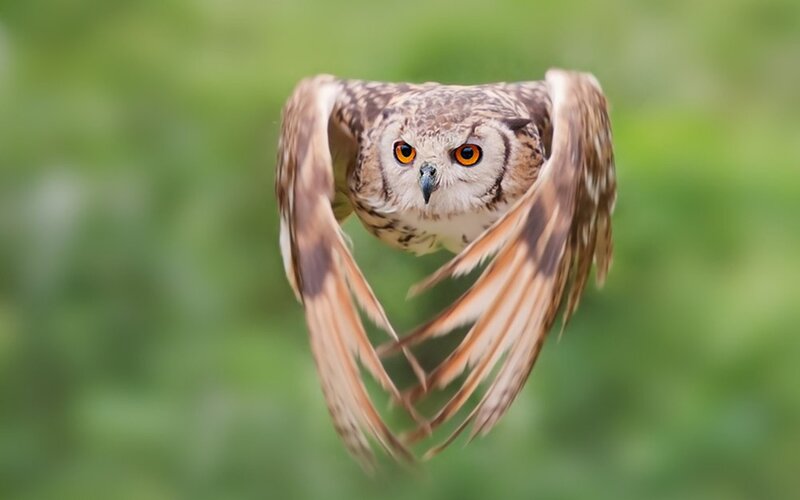Flying Owl with Spread Wings — Brown, Focused, Photograph