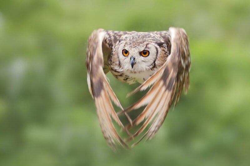 Flying Owl with Spread Wings — Brown, Focused