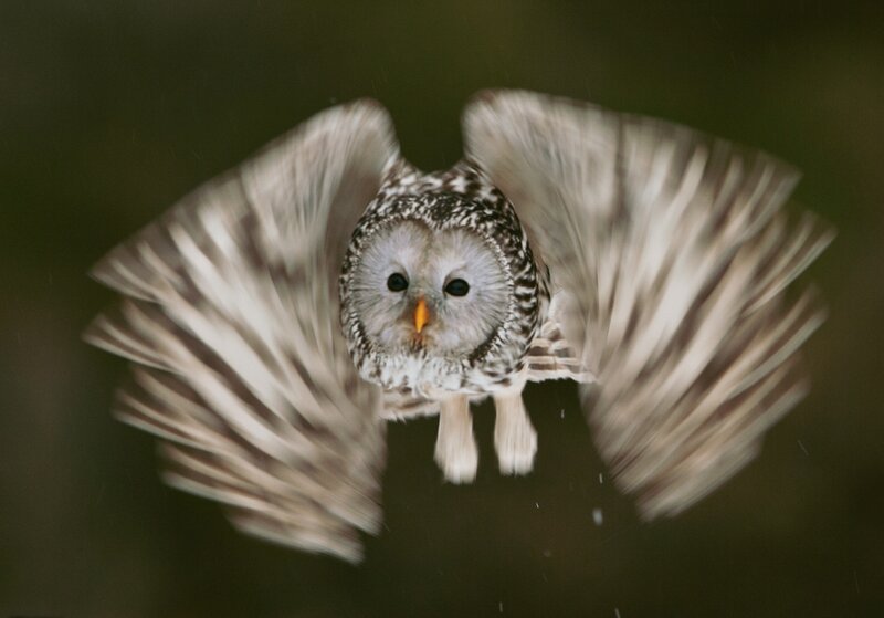 Flying Owl with Spread Wings — Brown