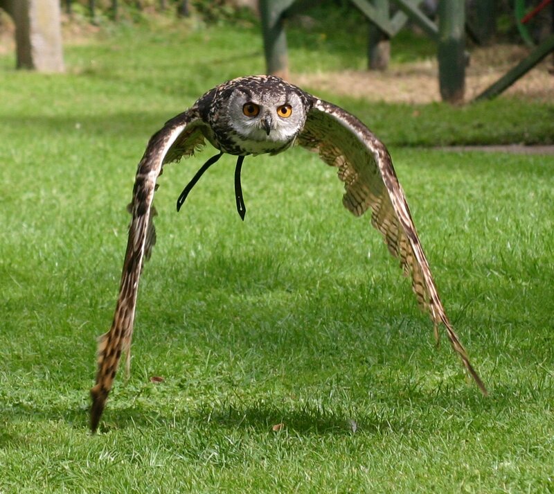 Flying Owl with Spread Wings