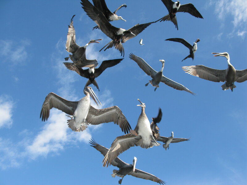 Flying Pelicans and Frigatebirds