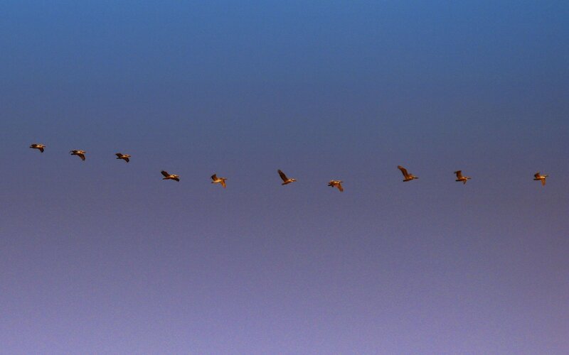 Flying Pelicans
