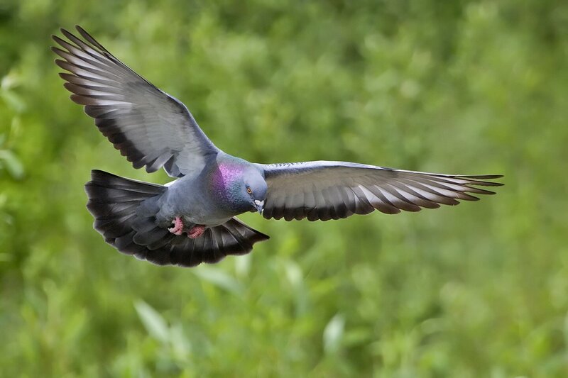 Flying Pigeon — Gray