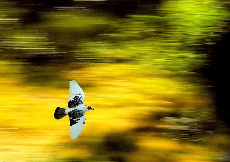 Flying Pigeon