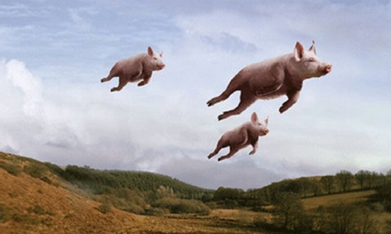 Flying Pigs