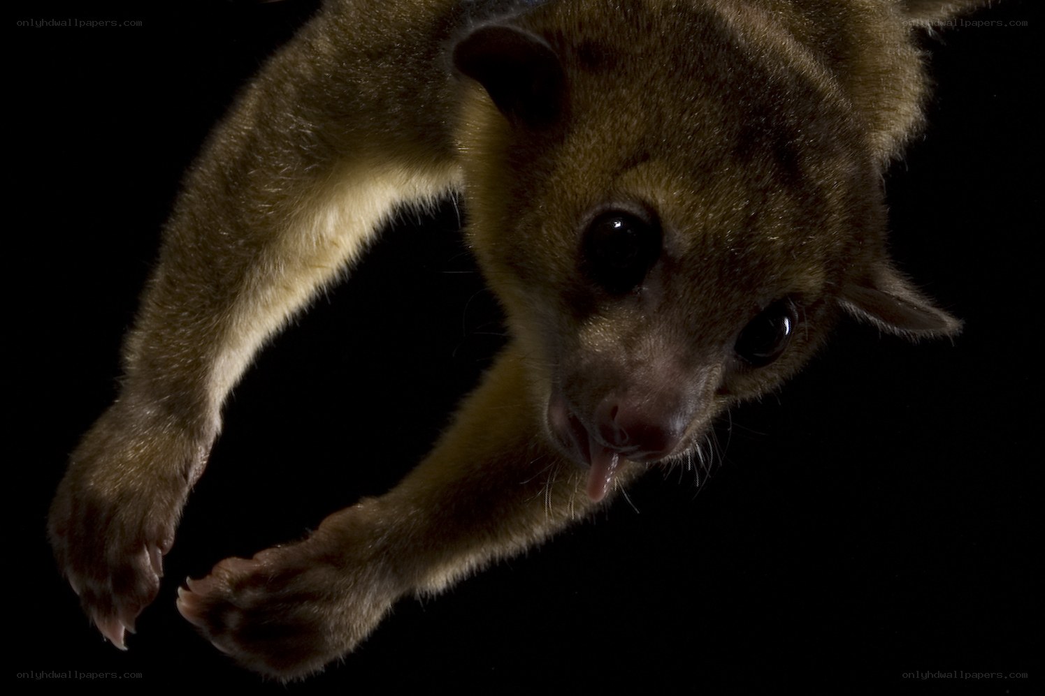 Flying possum in mid-air