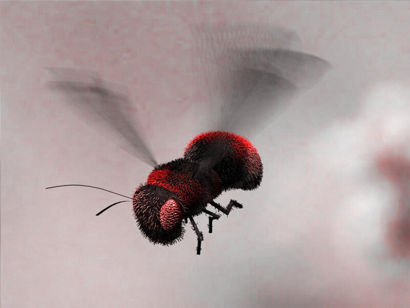 flying red and black insect