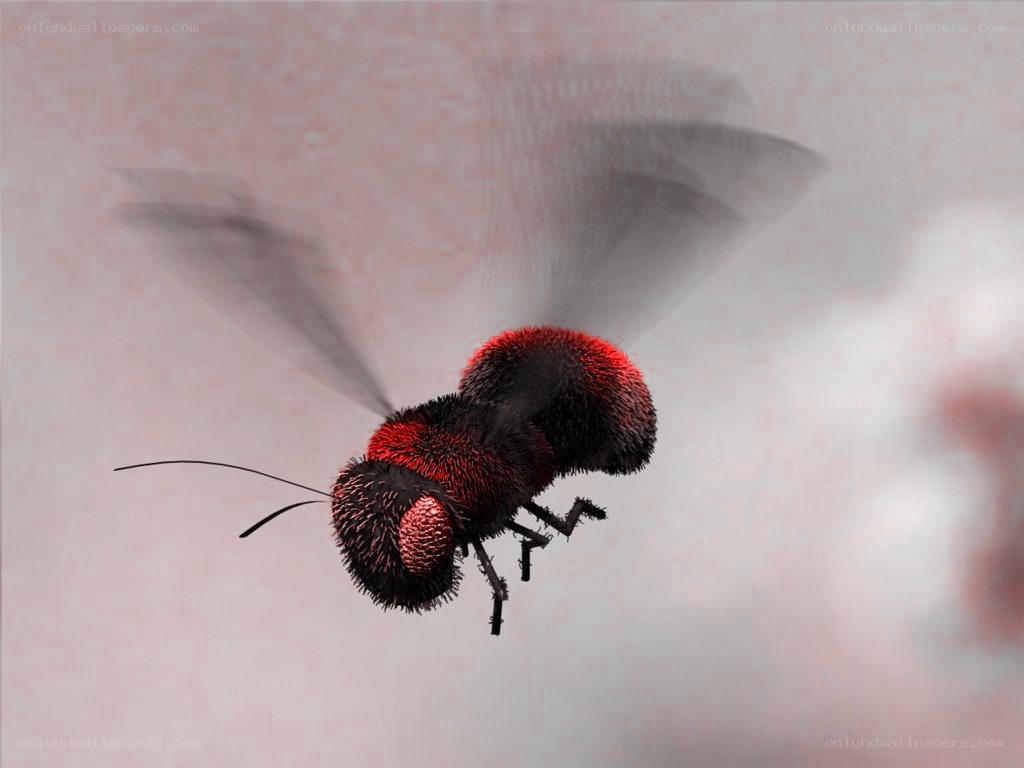 flying red and black insect