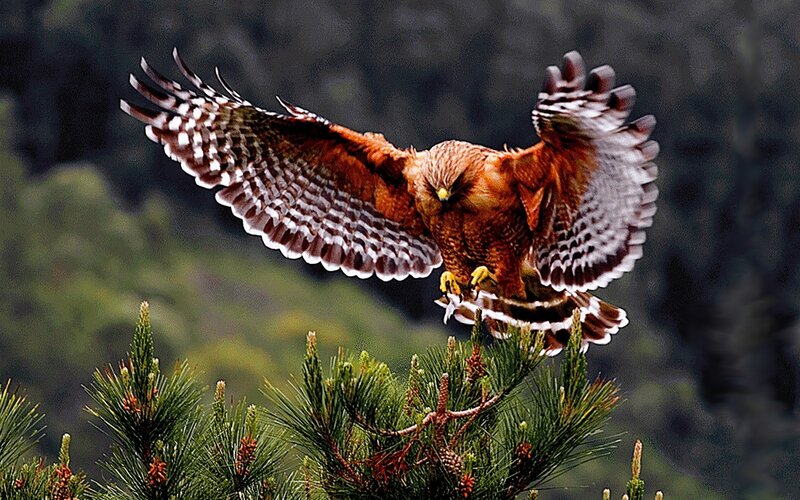 Flying Red Hawk — Brown