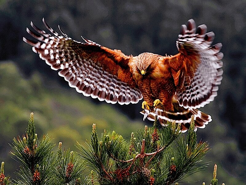 Flying Red Hawk