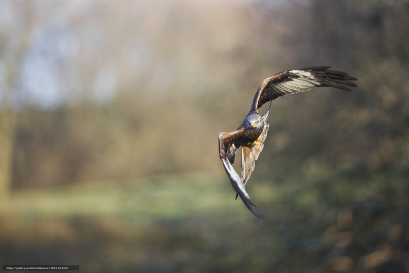 Flying Red Kite — Brown, Dynamic