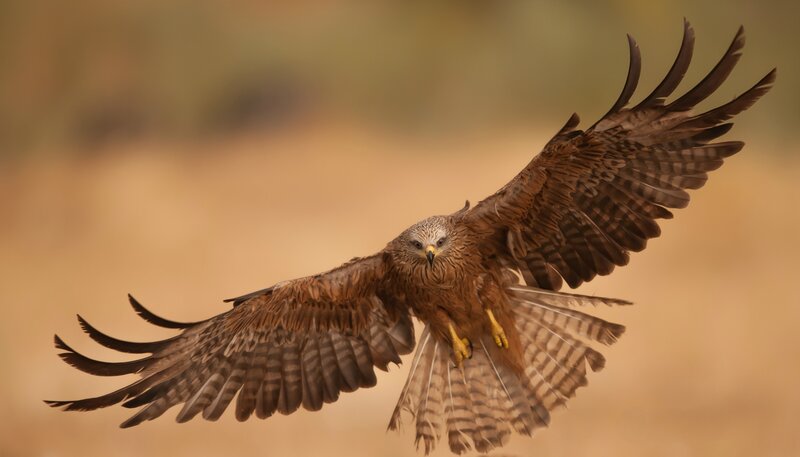 flying red kite
