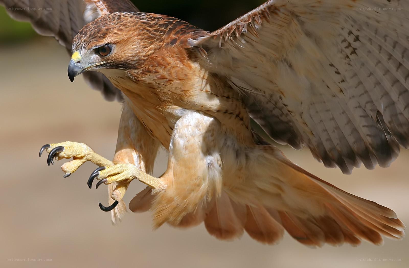 flying red-tailed hawk